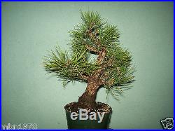 Japanese black pine bonsai stock(5pn98st)Nice movement, taper, flare, branching