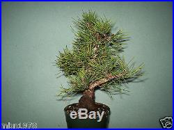 Japanese black pine bonsai stock(5pn98st)Nice movement, taper, flare, branching