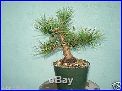 Japanese black pine bonsai stock(5pngrn109st)Nice movement, taper, shohin sz tree