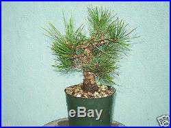 Japanese black pine bonsai stock(5pngrn109st)Nice movement, taper, shohin sz tree