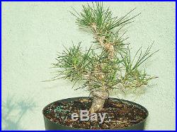 Japanese black pine bonsai stock(6pntwst823st)Nice twisting trunk, shohin size