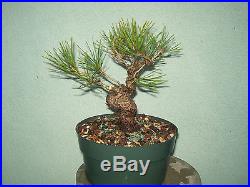 Japanese black pine bonsai stock(6twst1125st)Nice twisting movement, branching