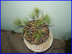 Japanese black pine bonsai stock(6twst1125st)Nice twisting movement, branching