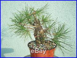 Japanese black pine bonsai stock(6twst121st)Nice twisting trunk, branching, shohin