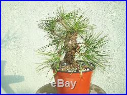 Japanese black pine bonsai stock(6twst121st)Nice twisting trunk, branching, shohin