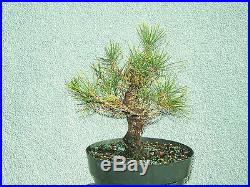 Japanese black pine bonsai stock(7pgntwst130st)Nice twisting trunk, branching