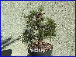 Japanese black pine bonsai stock(7pn1025st)nice size, branching, movement