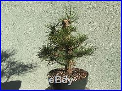 Japanese black pine bonsai stock(7pn1025st)nice size, branching, movement