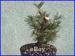 Japanese black pine bonsai stock(7pn1231)nice size, movement, branching