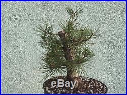 Japanese black pine bonsai stock(7pn1231)nice size, movement, branching
