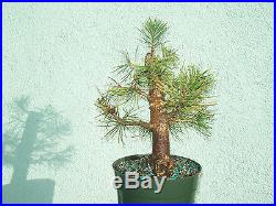 Japanese black pine bonsai stock(7pn227st)Nice movement, taper, shohin size tree