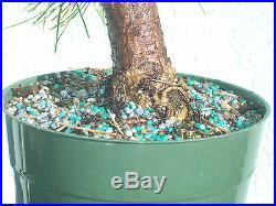 Japanese black pine bonsai stock(7pn227st)Nice movement, taper, shohin size tree