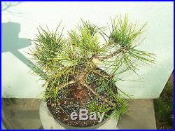 Japanese black pine bonsai stock(7pn34st)Nice movement, taper, branching, flare