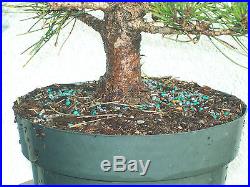 Japanese black pine bonsai stock(7pn34st)Nice movement, taper, branching, flare