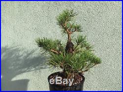 Japanese black pine bonsai stock(7pnpu1126st)Nice larger pine, movement, bark