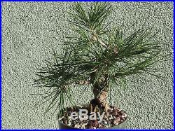 Japanese black pine bonsai stock(7twst1121st)Nice twisted trunk, shohin size tree