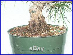 Japanese black pine bonsai stock(7twst619st)Nice twisting trunk, nice branching