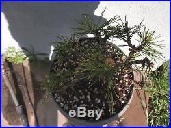 Japanese black pine bonsai stock(8pn519st)Nice movement, branching, shohin size