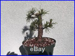 Japanese black pine bonsai stock(8pn519st)Nice movement, branching, shohin size