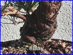 Japanese black pine bonsai stock(8twst106st)Nice twisting trunk, short, fat tree