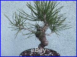 Japanese black pine bonsai stock(8twst320st)Nice twisting trunk, reverse taper, sm