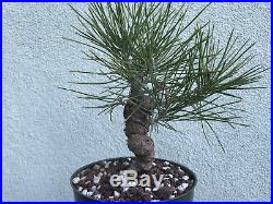 Japanese black pine bonsai stock(8twst320st)Nice twisting trunk, reverse taper, sm
