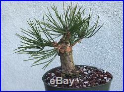 Japanese black pine bonsai stock(9pn39st)Nice short pine