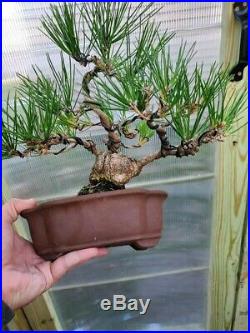 Japanese black pine bonsai tree