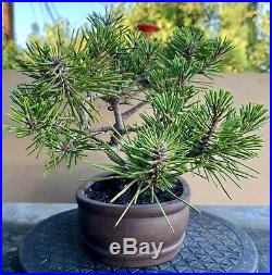Japanese black pine bonsai (var. Yatsubusa)