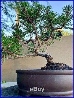 Japanese black pine bonsai (var. Yatsubusa)