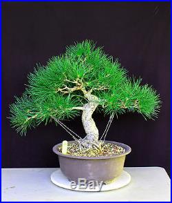 Japanese black pine'mikawa' specimen bonsai #23