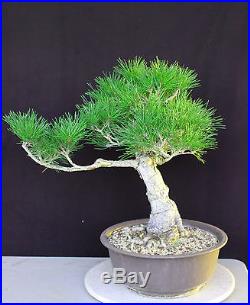Japanese black pine'mikawa' specimen bonsai #24