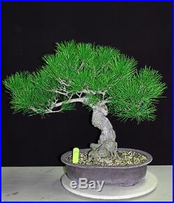 Japanese black pine'mikawa' specimen bonsai #29