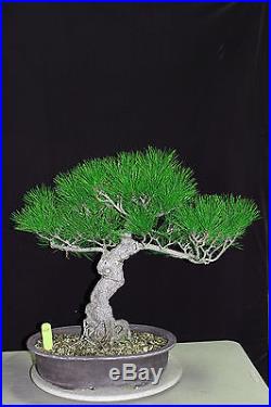 Japanese black pine'mikawa' specimen bonsai #29