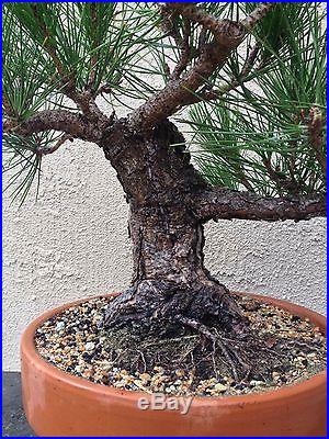 Japanese black pine pre bonsai