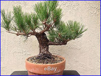 Japanese black pine pre bonsai