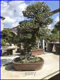 Japanese bonsai Tokoname pot oval type