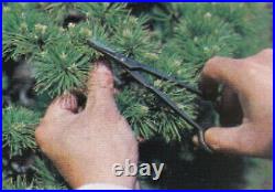 Japanese bonsai Tools Bud trimming shears for Pines and Junipers (MASAKUNI)