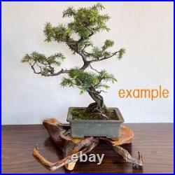 Japanese bonsai stand KADAI Bonsai pot table IKEBANA Flower stand Driftwood