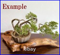 Japanese bonsai stand KADAI Bonsai pot table IKEBANA Flower stand Driftwood