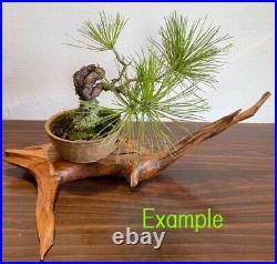 Japanese bonsai stand KADAI Flower stand IKEBANA SADO Driftwood Large W50cm
