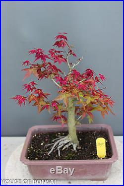 Japanese 'fire-red' deshojo red maple bonsai #54