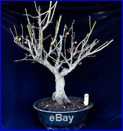 Japanese flowering apricot'Mume' specimen bonsai #39