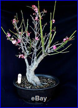 Japanese flowering apricot'Mume' specimen bonsai #52