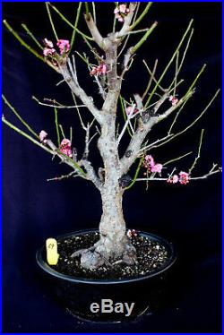 Japanese flowering apricot'Mume' specimen bonsai #69
