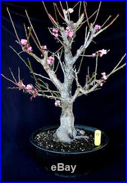 Japanese flowering apricot'Mume' specimen bonsai #69