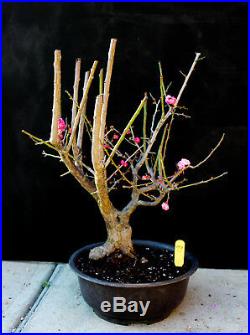 Japanese flowering apricot'Mume' specimen bonsai #79