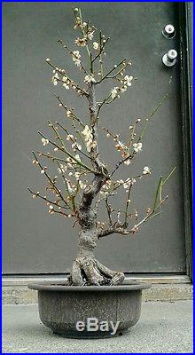 Japanese flowering apricot pre bonsai NO RESERVE