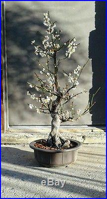 Japanese flowering apricot pre bonsai NO RESERVE