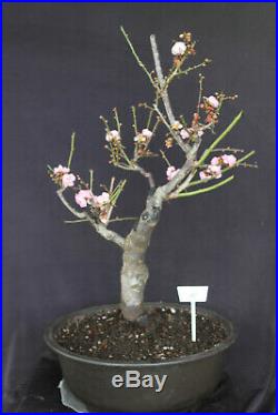 Japanese flowering, fruiting Apricot specimen bonsai tree #11